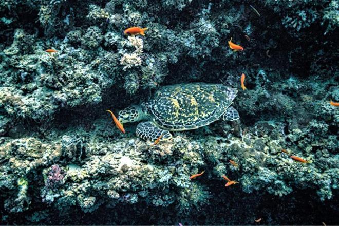Отель Unwind Dhigurah Дигура Экстерьер фото
